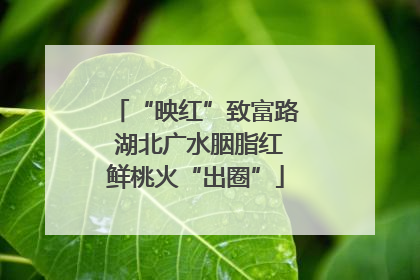 “映红”致富路 湖北广水胭脂红鲜桃火“出圈”