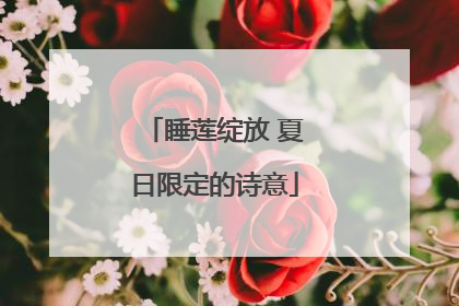 睡莲绽放 夏日限定的诗意