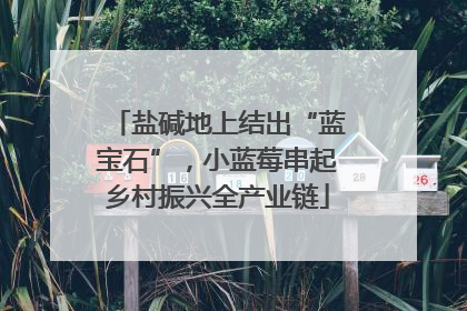 盐碱地上结出“蓝宝石”，小蓝莓串起乡村振兴全产业链