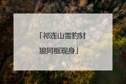 祁连山雪豹豺狼同框现身