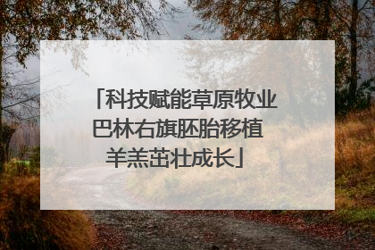 科技赋能草原牧业 巴林右旗胚胎移植羊羔茁壮成长