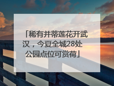 稀有并蒂莲花开武汉，今夏全城28处公园点位可赏荷