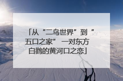 从“二鸟世界”到“五口之家” 一对东方白鹳的黄河口之恋
