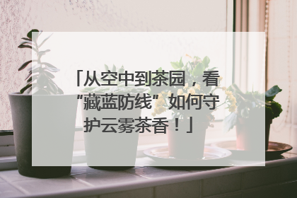 从空中到茶园，看“藏蓝防线”如何守护云雾茶香！