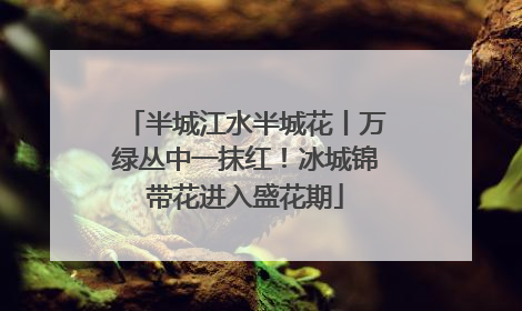 半城江水半城花丨万绿丛中一抹红！冰城锦带花进入盛花期