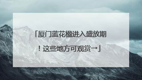 厦门蓝花楹进入盛放期！这些地方可观赏→