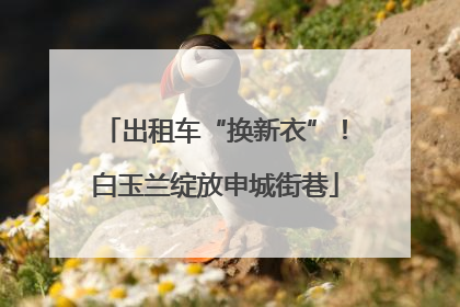 出租车“换新衣”！白玉兰绽放申城街巷