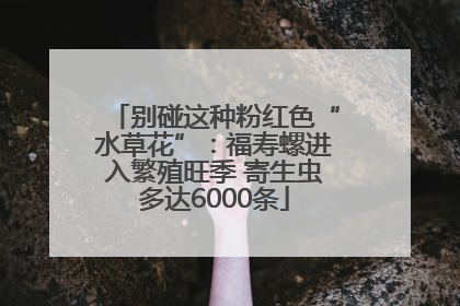 别碰这种粉红色“水草花”：福寿螺进入繁殖旺季 寄生虫多达6000条