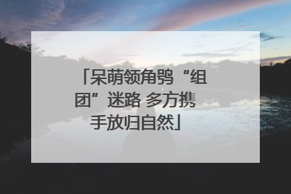 呆萌领角鸮“组团”迷路 多方携手放归自然