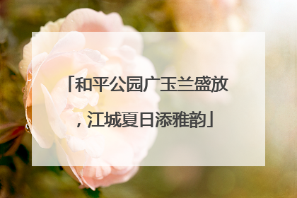 和平公园广玉兰盛放，江城夏日添雅韵