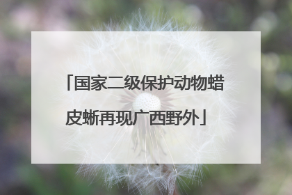 国家二级保护动物蜡皮蜥再现广西野外