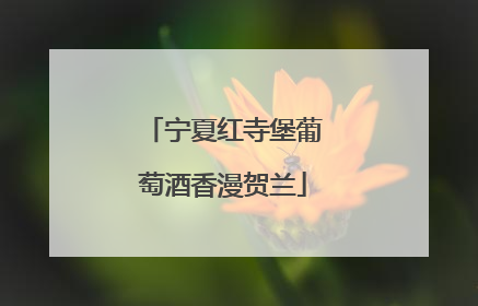 宁夏红寺堡葡萄酒香漫贺兰