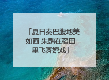 夏日秦巴腹地美如画 朱鹮在稻田里飞舞嬉戏
