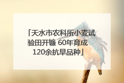 天水市农科所小麦试验田开镰 60年育成120余抗旱品种