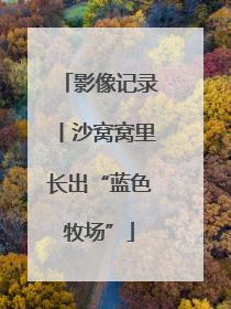 影像记录丨沙窝窝里长出“蓝色牧场”