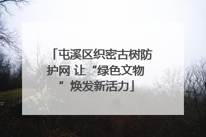 屯溪区织密古树防护网 让“绿色文物”焕发新活力