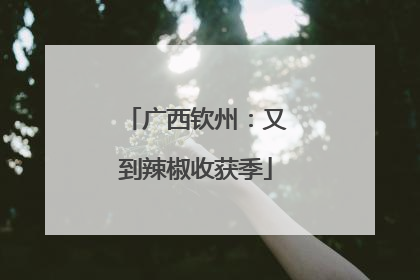 广西钦州：又到辣椒收获季