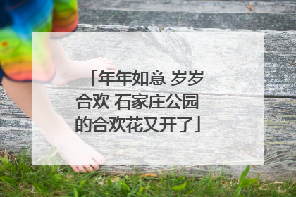 年年如意 岁岁合欢 石家庄公园的合欢花又开了