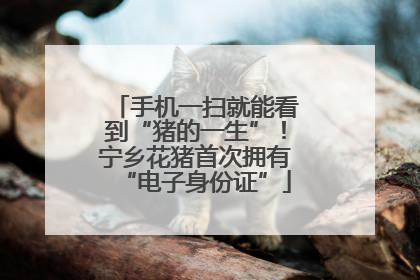 手机一扫就能看到“猪的一生”！宁乡花猪首次拥有“电子身份证”