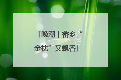 晚潮｜畲乡“金枕”又飘香