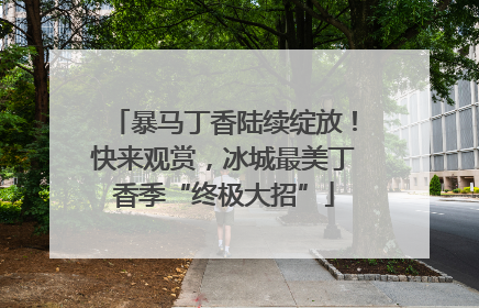 暴马丁香陆续绽放！快来观赏，冰城最美丁香季“终极大招”