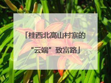 桂西北高山村寨的“云端”致富路