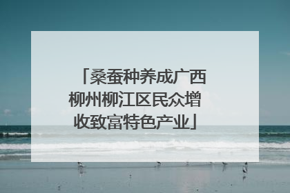 桑蚕种养成广西柳州柳江区民众增收致富特色产业