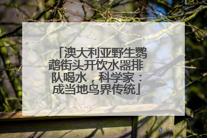 澳大利亚野生鹦鹉街头开饮水器排队喝水，科学家：成当地鸟界传统