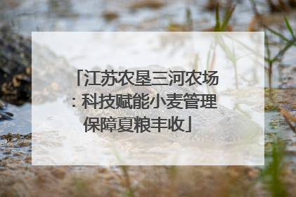 江苏农垦三河农场：科技赋能小麦管理保障夏粮丰收