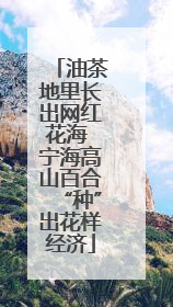 油茶地里长出网红花海 宁海高山百合“种”出花样经济