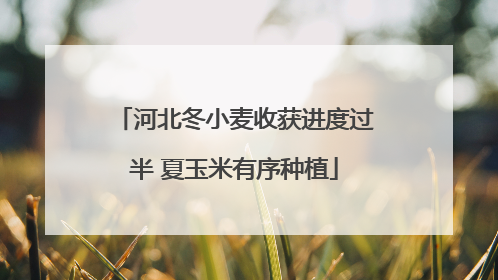 河北冬小麦收获进度过半 夏玉米有序种植