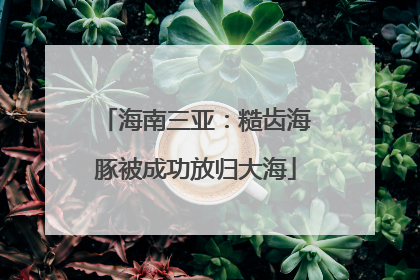 海南三亚：糙齿海豚被成功放归大海