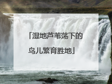 湿地芦苇荡下的鸟儿繁育胜地