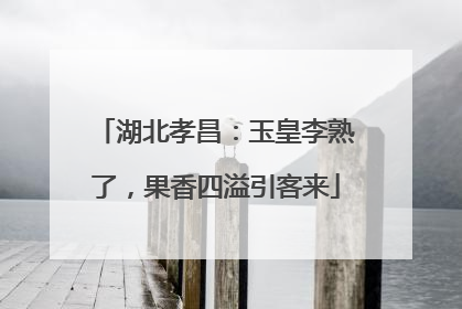 湖北孝昌：玉皇李熟了，果香四溢引客来