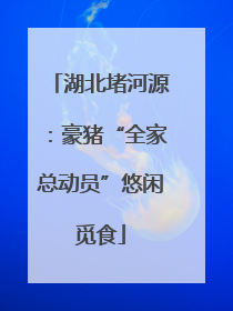 湖北堵河源：豪猪“全家总动员”悠闲觅食