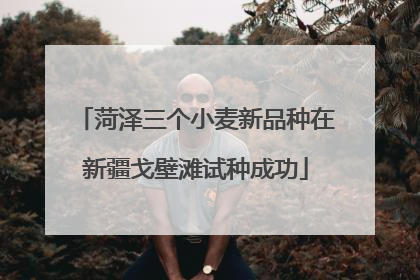 菏泽三个小麦新品种在新疆戈壁滩试种成功