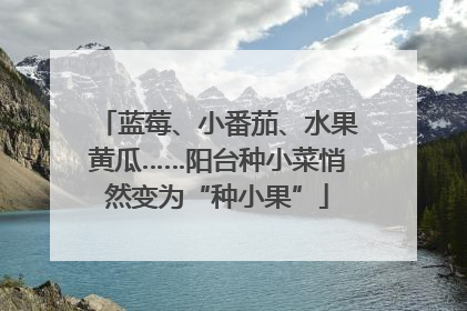 蓝莓、小番茄、水果黄瓜……阳台种小菜悄然变为“种小果”