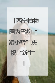 西宁植物园为雪豹“凌小蛰”庆祝“新生”