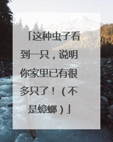 这种虫子看到一只，说明你家里已有很多只了！（不是蟑螂）