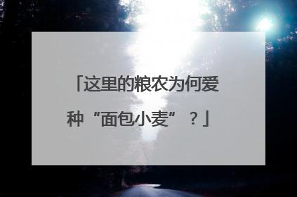 这里的粮农为何爱种“面包小麦”？