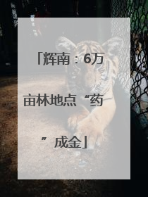 辉南：6万亩林地点“药”成金