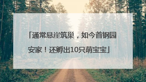 通常悬崖筑巢，如今首钢园安家！还孵出10只萌宝宝