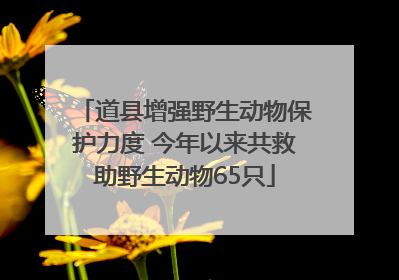 道县增强野生动物保护力度 今年以来共救助野生动物65只