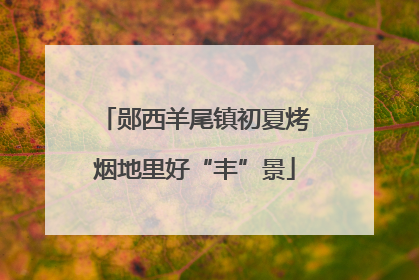 郧西羊尾镇初夏烤烟地里好“丰”景