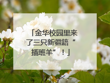 金华校园里来了三只新疆籍“插班羊”！