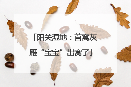 阳关湿地：首窝灰雁“宝宝”出窝了
