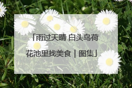 雨过天晴 白头鸟荷花池里找美食｜图集
