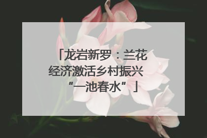 龙岩新罗：兰花经济激活乡村振兴“一池春水”
