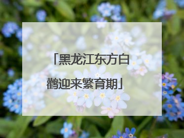 黑龙江东方白鹳迎来繁育期
