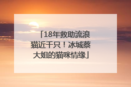 18年救助流浪猫近千只！冰城蔡大姐的猫咪情缘